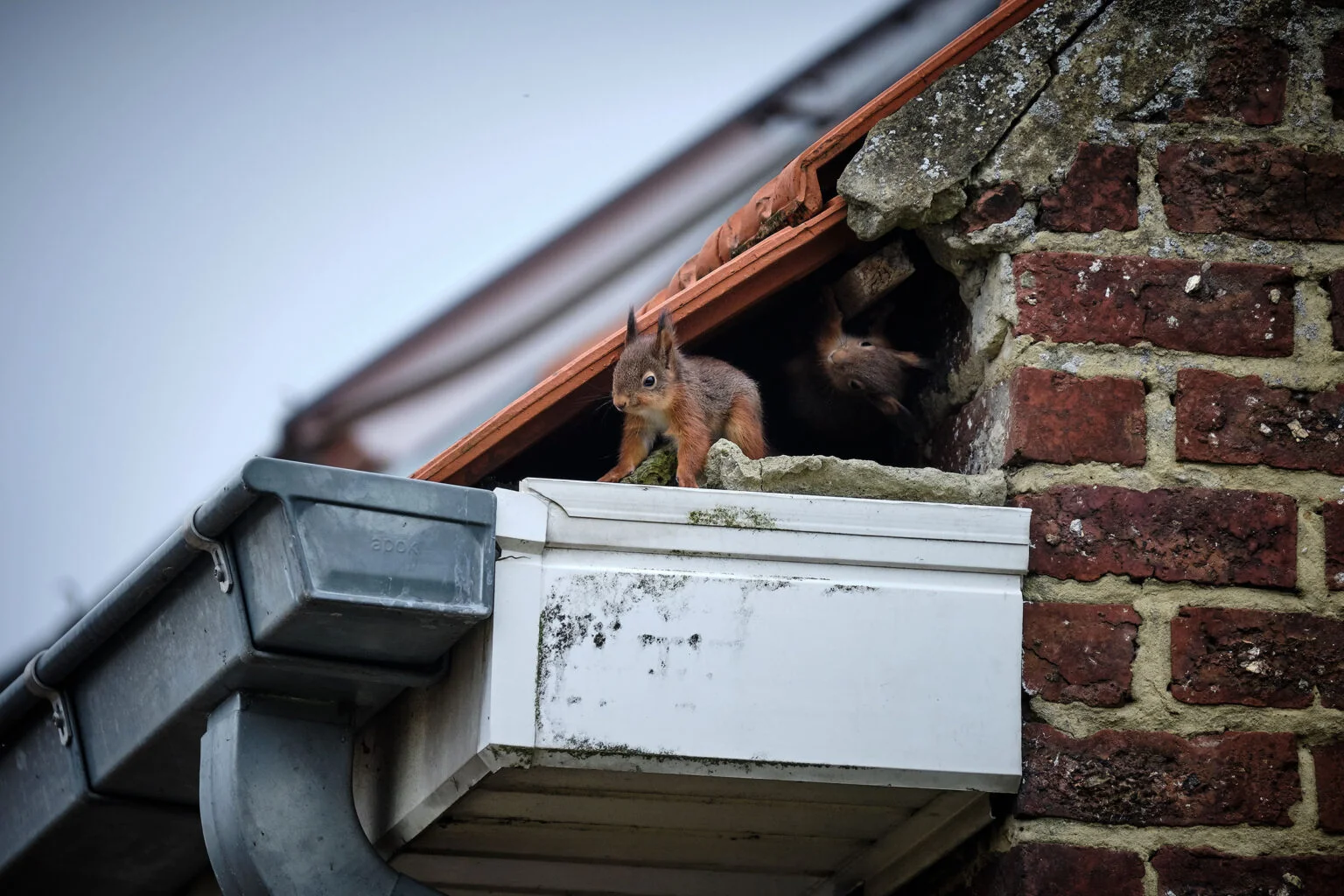 Roofs in Spring: Here’s What to Expect